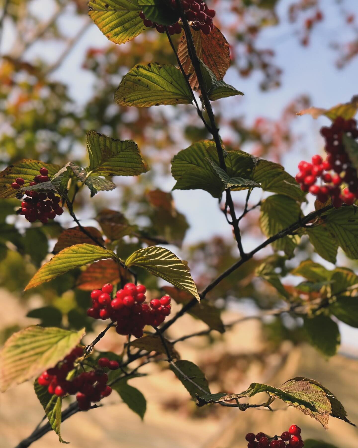 🌸夏が終わり、いよいよ秋の訪れを感じる季節ですね🍁