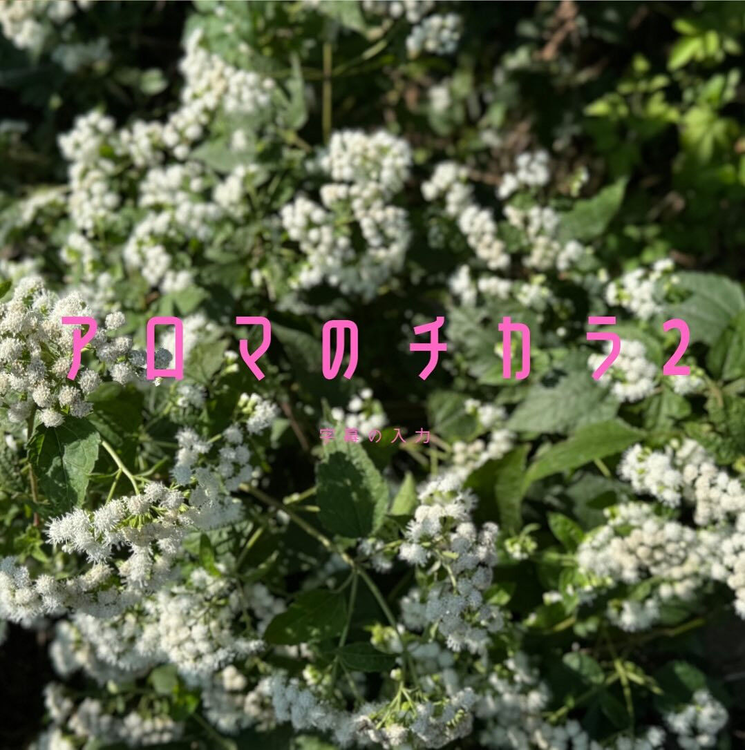 先日、虫に刺された手がパンパンに腫れてしまいましたが、ラベン