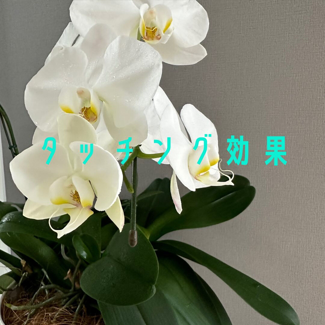 アロマセラピーの魔法を感じてみませんか？✨