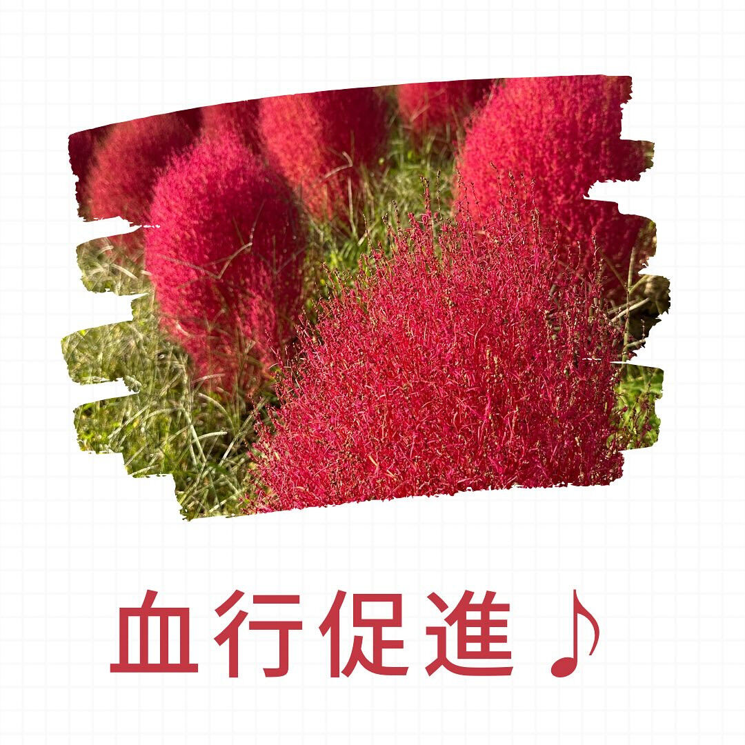 こんばんは皆さま🌿✨