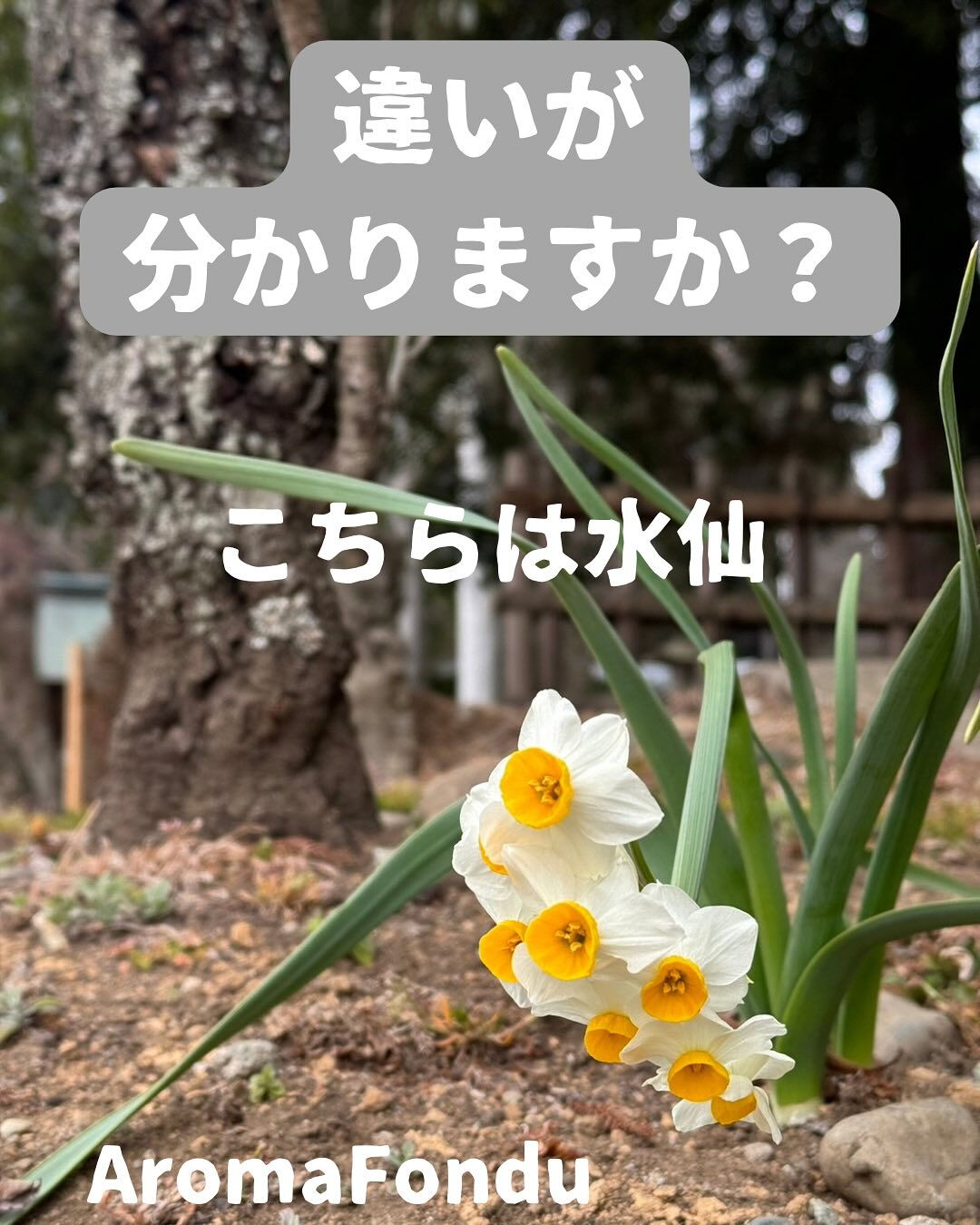 こんばんは🌙栃木県大田原市のAromaFondu（アロマフォ