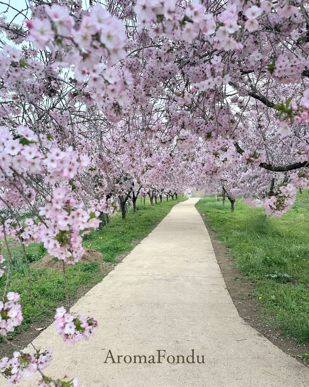 #桜