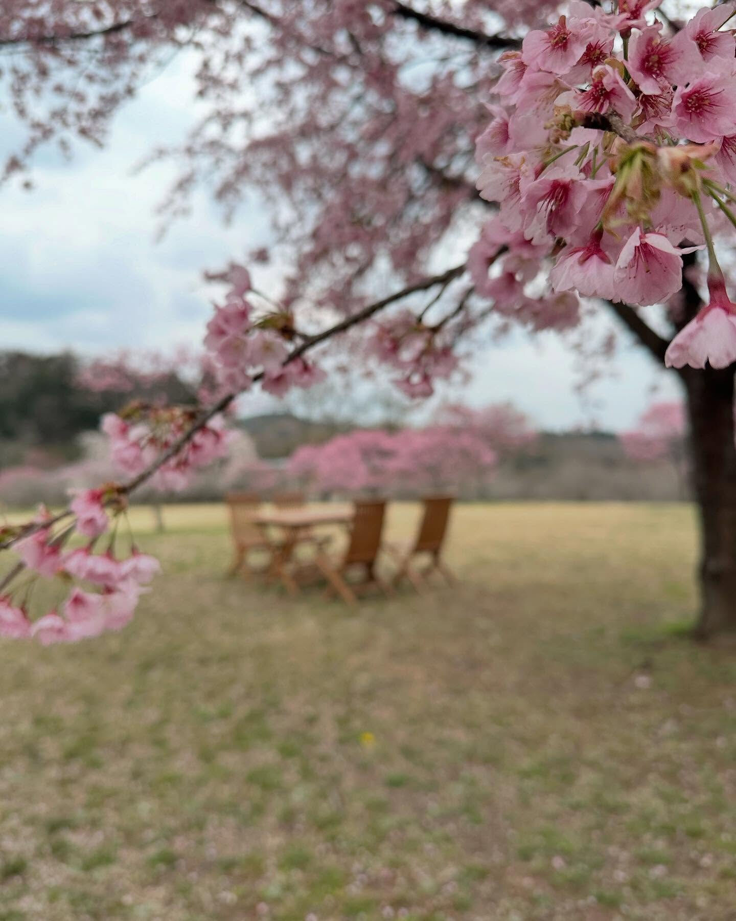 #桜