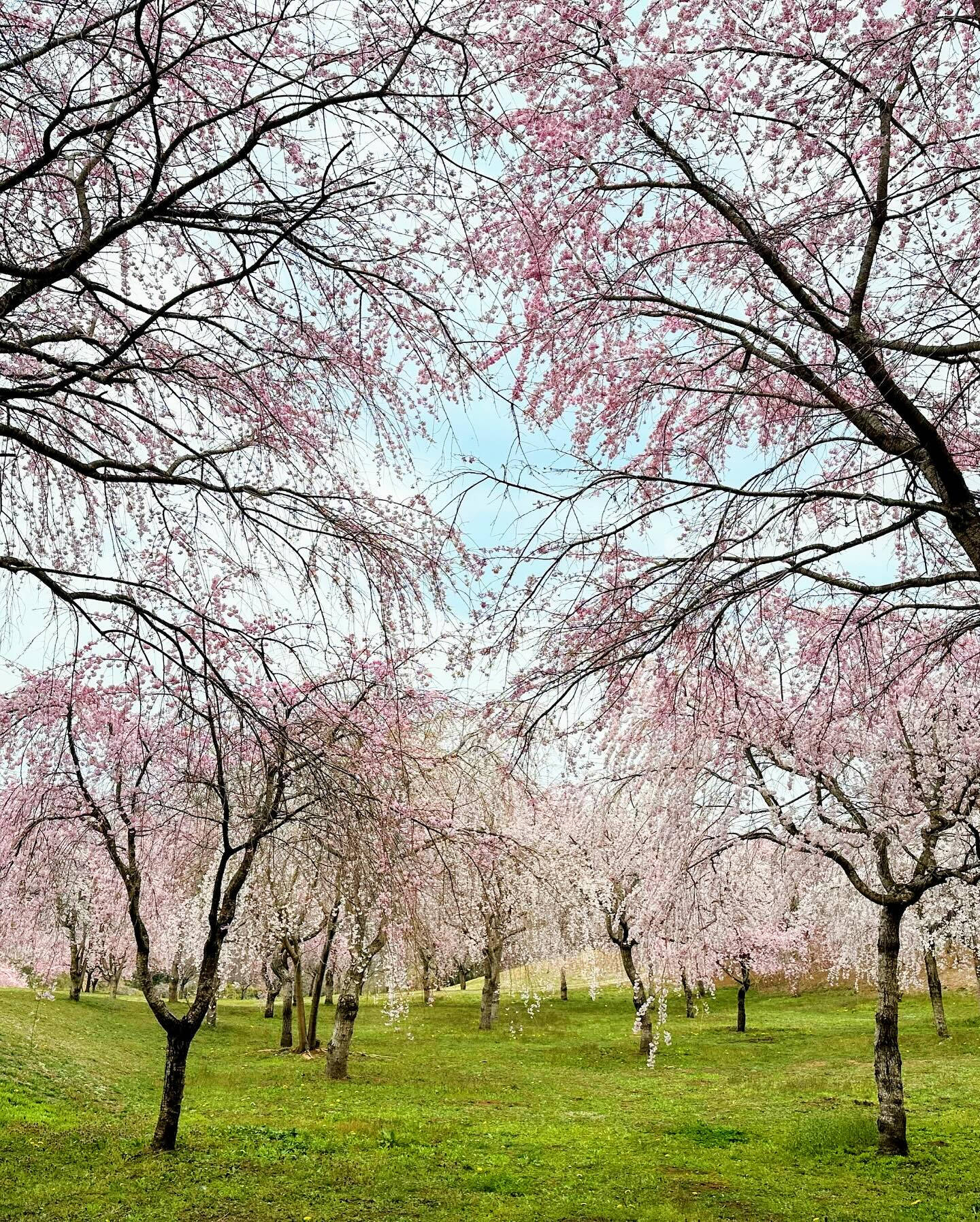 #桜