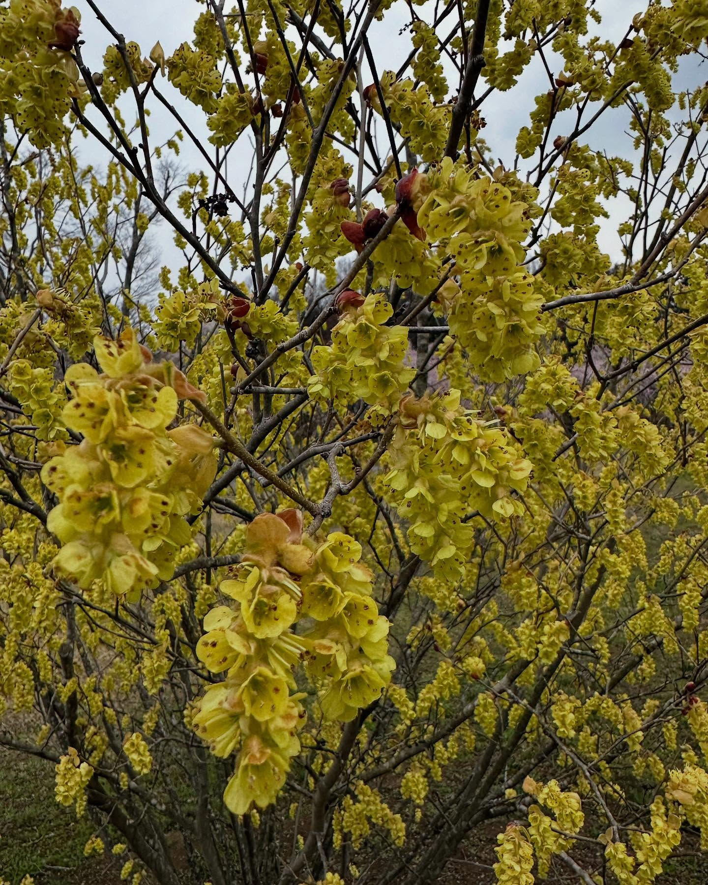 #桜