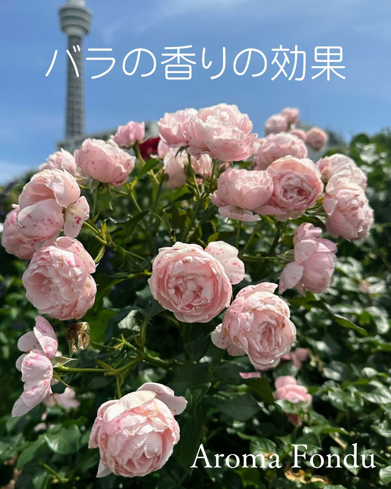 こんにちは😊 栃木県のアロマオイルマッサージ＆スクール、Ar